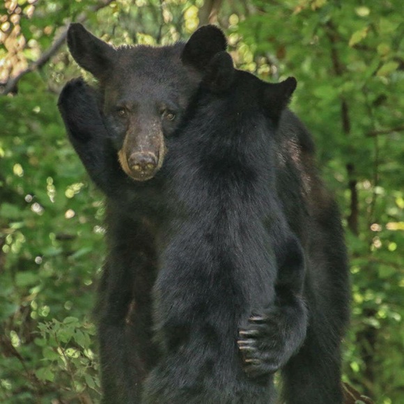 Meet your Posher, Linda - Picture 1 of 1